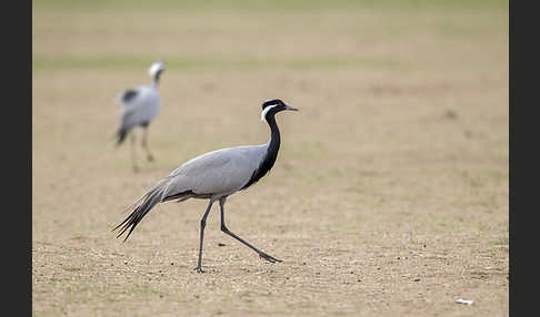 Jungfernkranich (Anthropoides virgo)