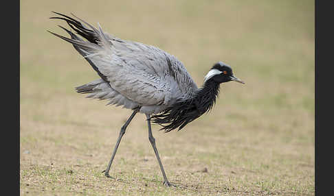 Jungfernkranich (Anthropoides virgo)