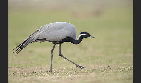 Jungfernkranich (Anthropoides virgo)