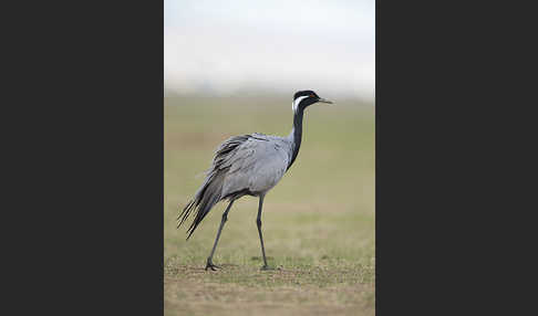 Jungfernkranich (Anthropoides virgo)