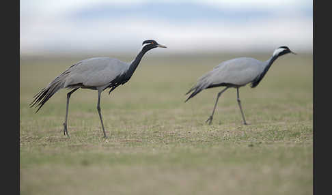 Jungfernkranich (Anthropoides virgo)