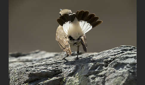 Isabellsteinschmätzer (Oenanthe isabellina)