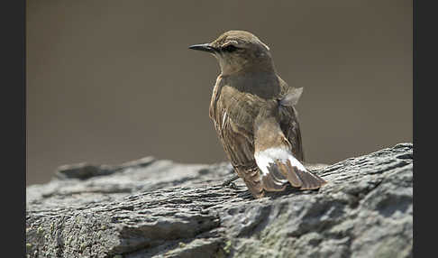 Isabellsteinschmätzer (Oenanthe isabellina)