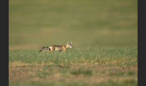 Steppenfuchs (Vulpes corsac)