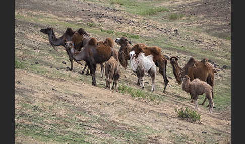 Trampeltier (Camelus ferus)