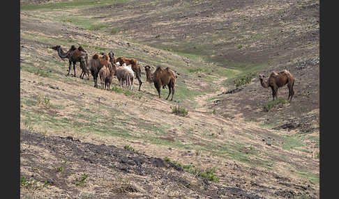 Trampeltier (Camelus ferus)