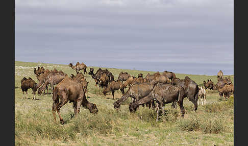 Trampeltier (Camelus ferus)