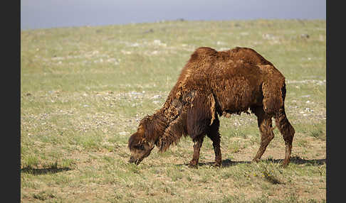 Trampeltier (Camelus ferus)