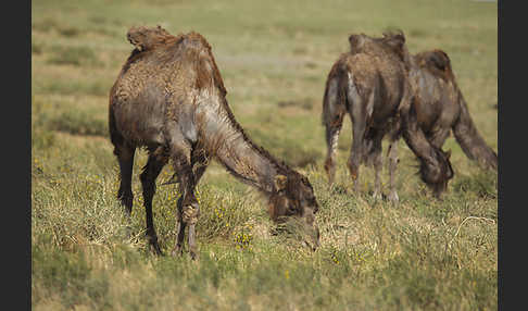 Trampeltier (Camelus ferus)