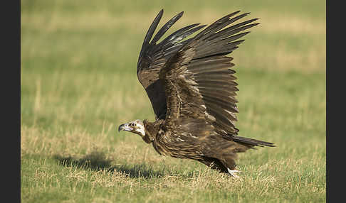 Mönchsgeier (Aegypius monachus)