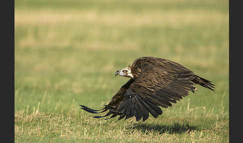 Mönchsgeier (Aegypius monachus)