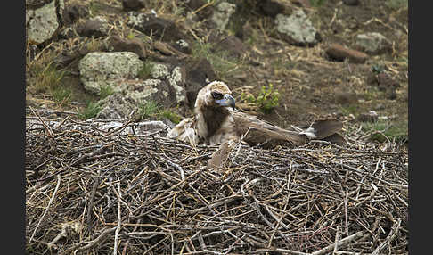 Mönchsgeier (Aegypius monachus)