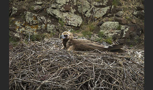 Mönchsgeier (Aegypius monachus)