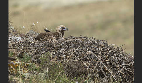 Mönchsgeier (Aegypius monachus)