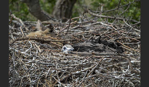 Mönchsgeier (Aegypius monachus)