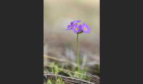 Mehlige Schlüsselblume (Primula farinosa)