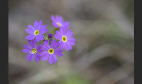 Mehlige Schlüsselblume (Primula farinosa)