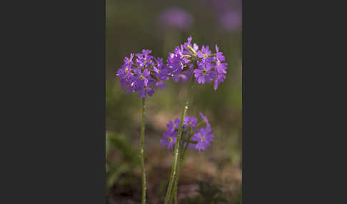 Mehlige Schlüsselblume (Primula farinosa)