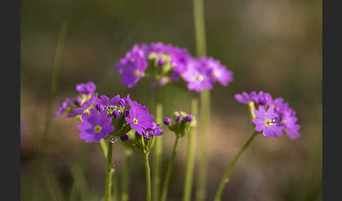 Mehlige Schlüsselblume (Primula farinosa)