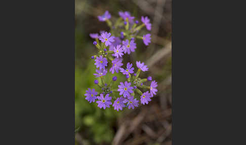 Mehlige Schlüsselblume (Primula farinosa)