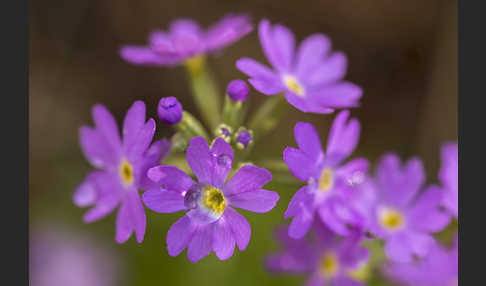 Mehlige Schlüsselblume (Primula farinosa)