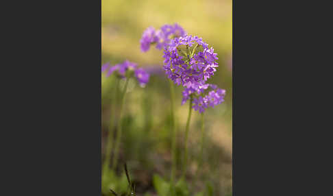 Mehlige Schlüsselblume (Primula farinosa)