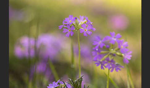 Mehlige Schlüsselblume (Primula farinosa)