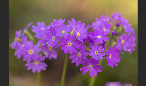 Mehlige Schlüsselblume (Primula farinosa)