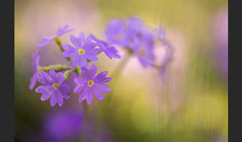 Mehlige Schlüsselblume (Primula farinosa)