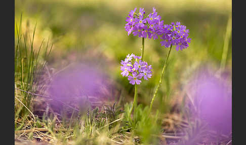 Mehlige Schlüsselblume (Primula farinosa)