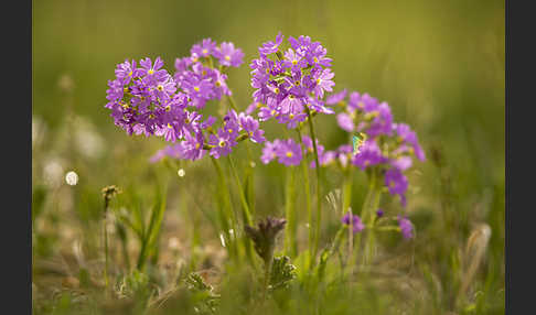 Mehlige Schlüsselblume (Primula farinosa)