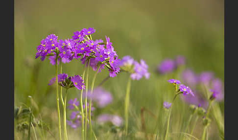 Mehlige Schlüsselblume (Primula farinosa)