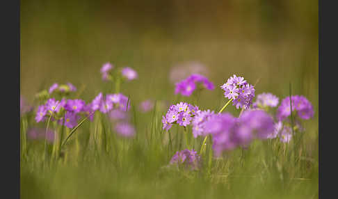 Mehlige Schlüsselblume (Primula farinosa)