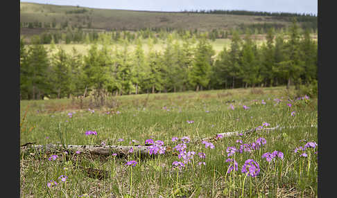 Mehlige Schlüsselblume (Primula farinosa)