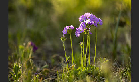 Mehlige Schlüsselblume (Primula farinosa)