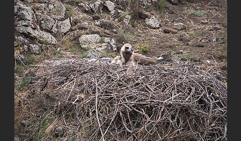 Mönchsgeier (Aegypius monachus)