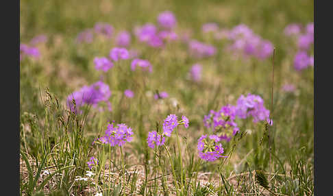 Mehlige Schlüsselblume (Primula farinosa)