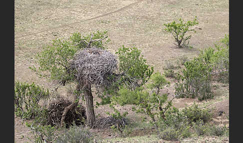 Mönchsgeier (Aegypius monachus)