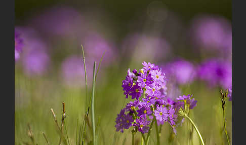 Mehlige Schlüsselblume (Primula farinosa)