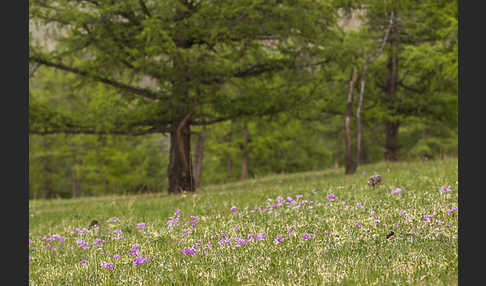 Mehlige Schlüsselblume (Primula farinosa)