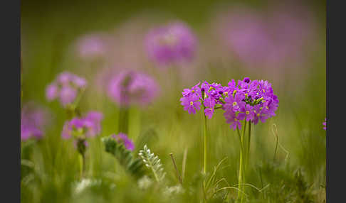 Mehlige Schlüsselblume (Primula farinosa)