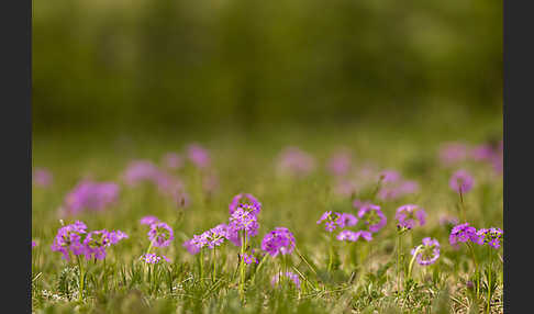Mehlige Schlüsselblume (Primula farinosa)