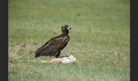 Mönchsgeier (Aegypius monachus)