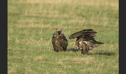 Mönchsgeier (Aegypius monachus)