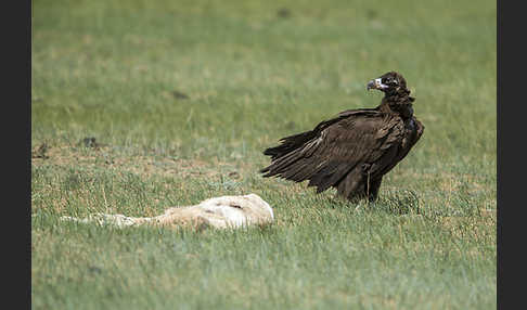 Mönchsgeier (Aegypius monachus)