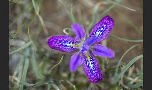 Iris spec (Iris tigridia)
