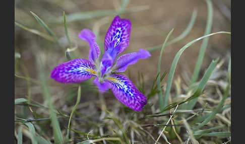 Iris spec (Iris tigridia)