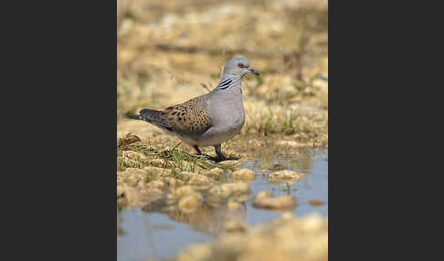 Turteltaube (Streptopelia turtur)