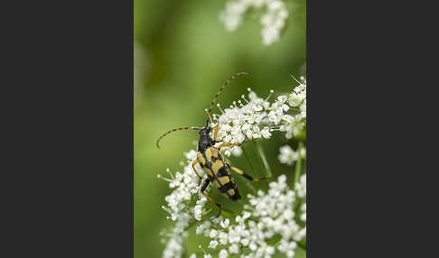 Gefleckter Schmalbock (Leptura maculata)