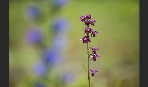 Braunrote Sitter (Epipactis atrorubens)